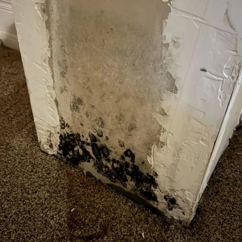 Professional Mold Removal in North Atlanta, GA
